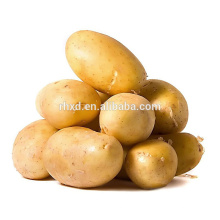 sementes de batata holland para venda